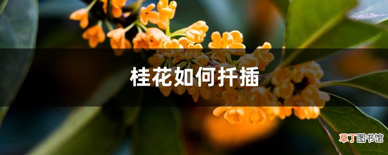 桂花如何扦插，粗枝能不能扦插