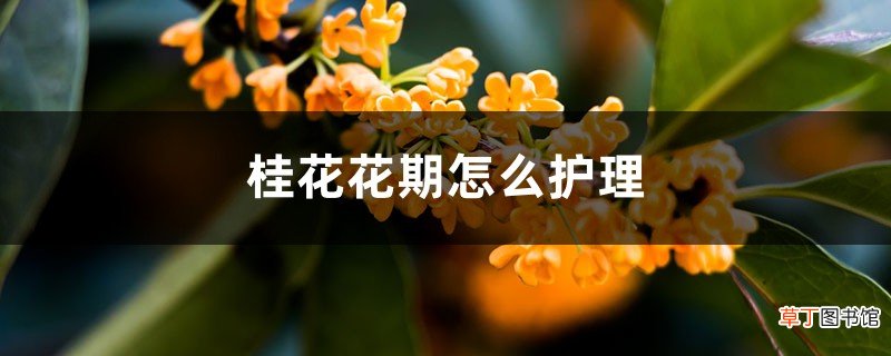 桂花花期怎么护理，桂花花期需要施肥吗