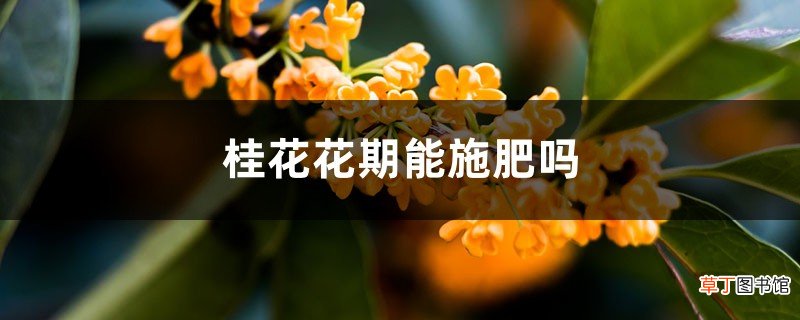 桂花花期能施肥吗,开花时怎么浇水