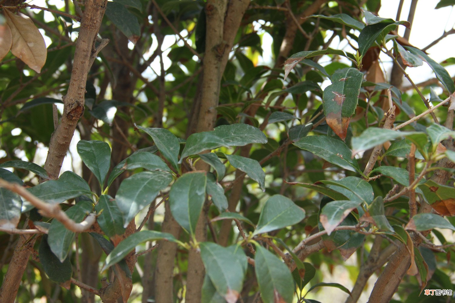 桂花花期能施肥吗,开花时怎么浇水