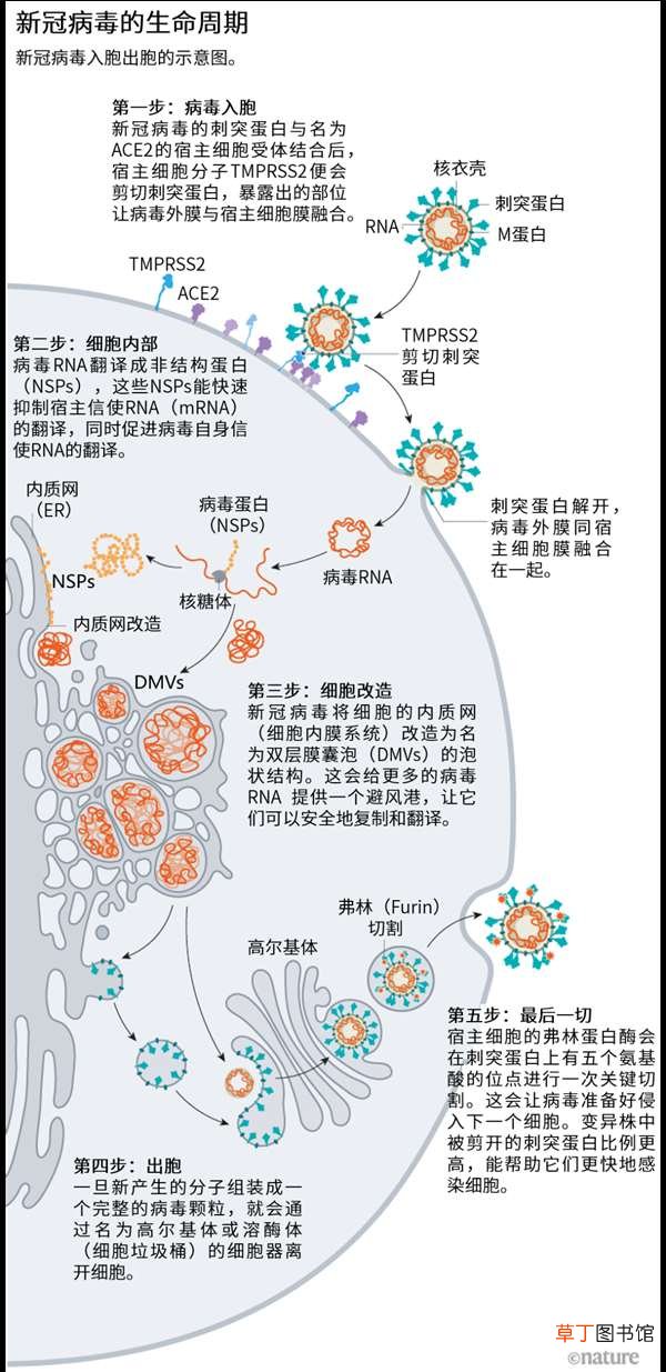 “毒王”拉姆达就来了 疫苗还能扛得住吗? 1传1500的德尔塔还没走