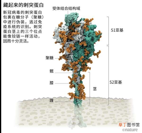 “毒王”拉姆达就来了 疫苗还能扛得住吗? 1传1500的德尔塔还没走