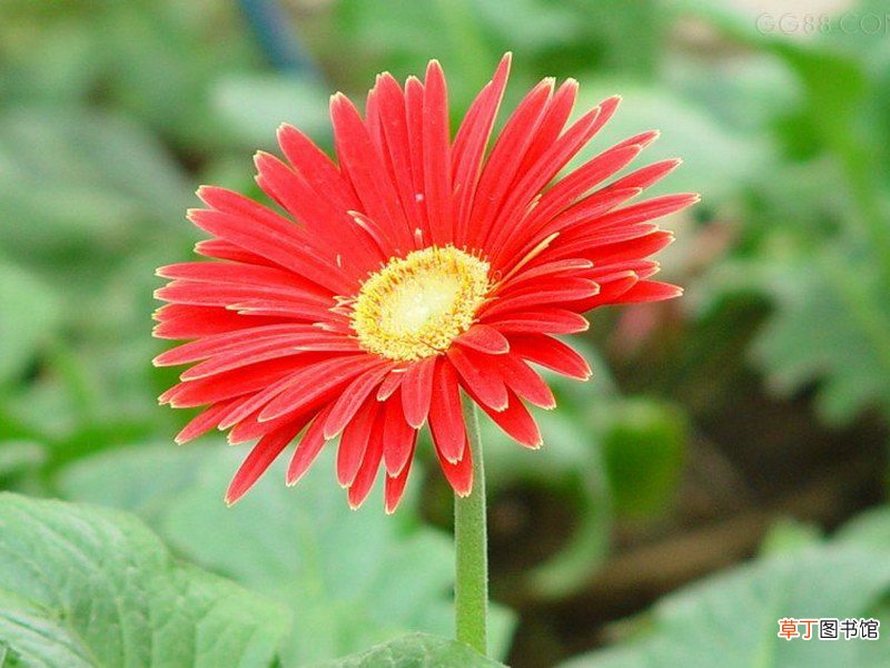 非洲菊花语