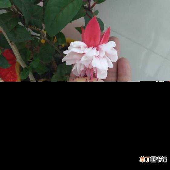 鸡蛋冰箱多久过期 蛋多久过期
