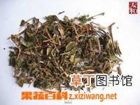 忍冬藤的功效与作用