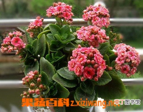 长寿花如何养殖 长寿花的养殖方法技巧