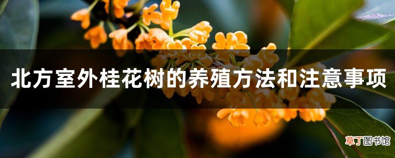 桂花树北方可以室外种吗，北方室外的养殖方法和注意事项