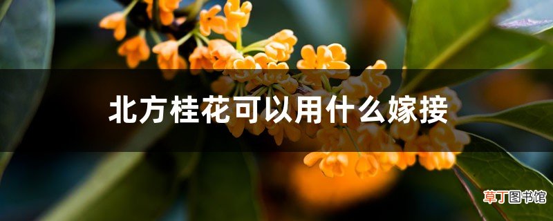 北方桂花可以用什么嫁接,嫁接时间和方法