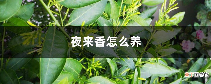 夜来香怎么养，夜来香图片