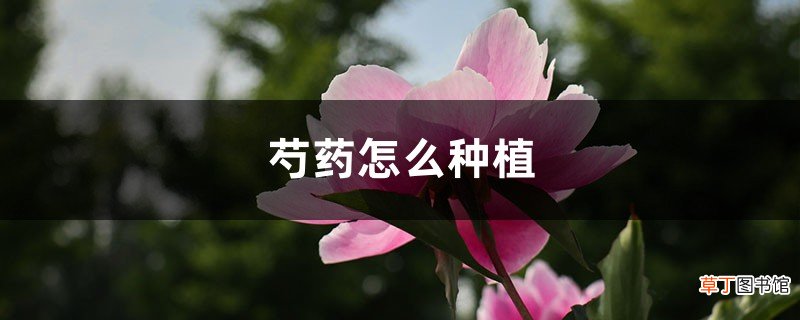 芍药是什么,怎么种植