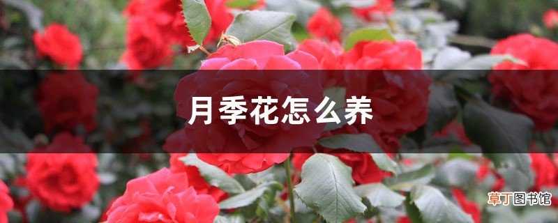 月季花怎么养，怎么修剪