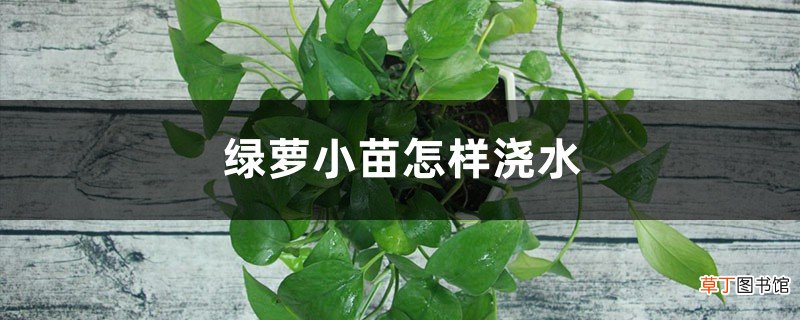 绿萝小苗怎样浇水，移植应注意些什么