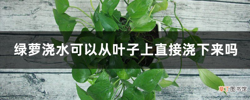 绿萝浇水可以从叶子上直接浇下来吗,可以喷叶子吗