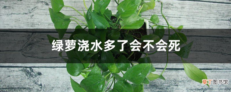 绿萝浇水多了会不会死，浇水时间