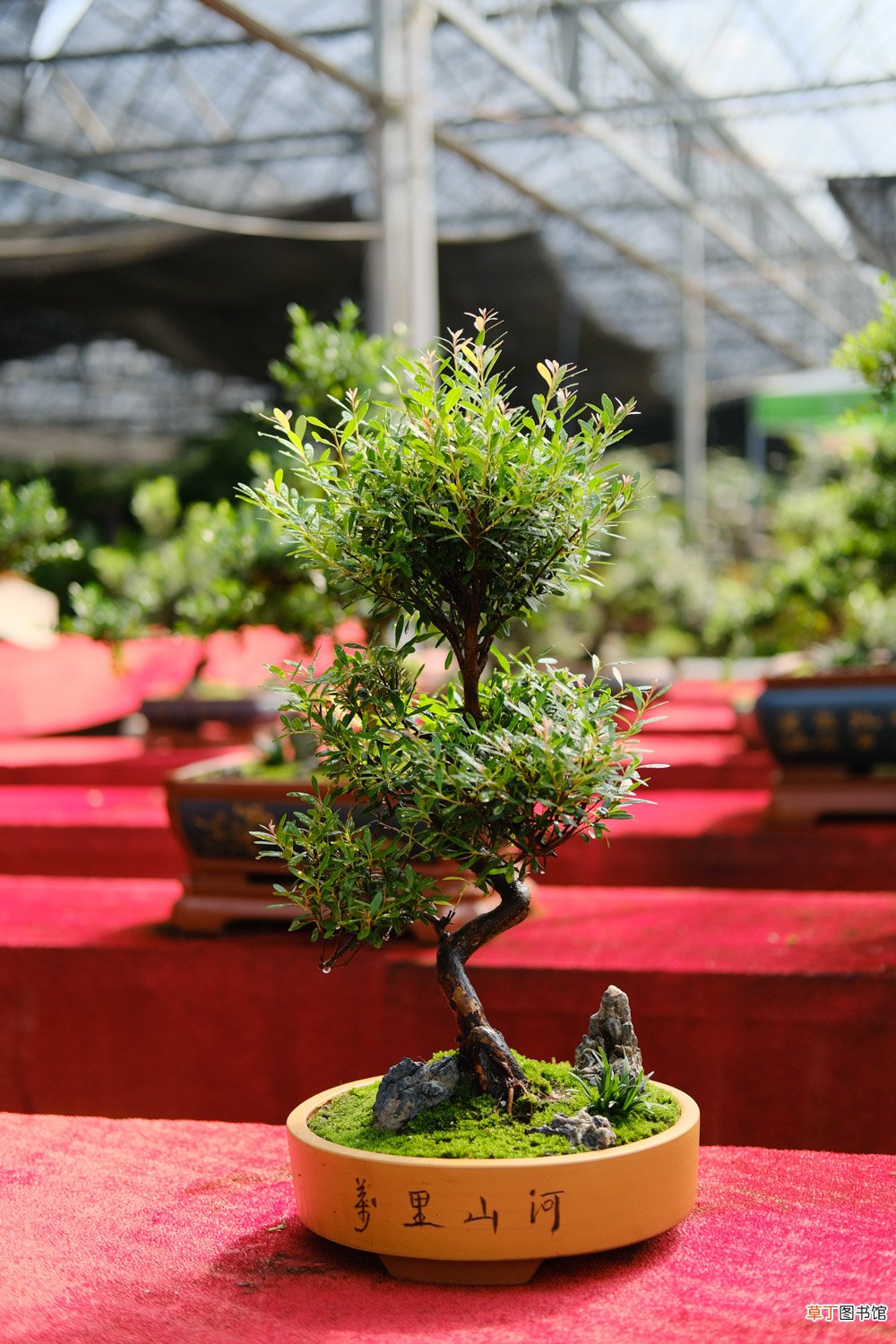 这花就是金罐子，大爷花26万买进门，几年后价值上亿！