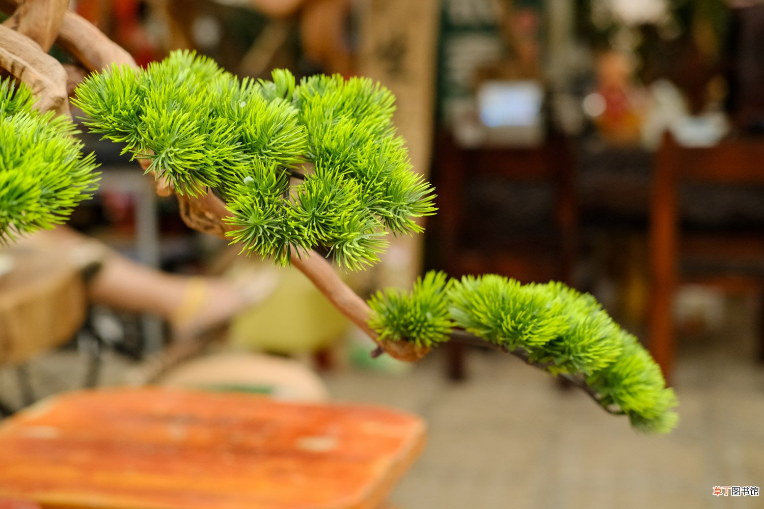 这花就是金罐子，大爷花26万买进门，几年后价值上亿！