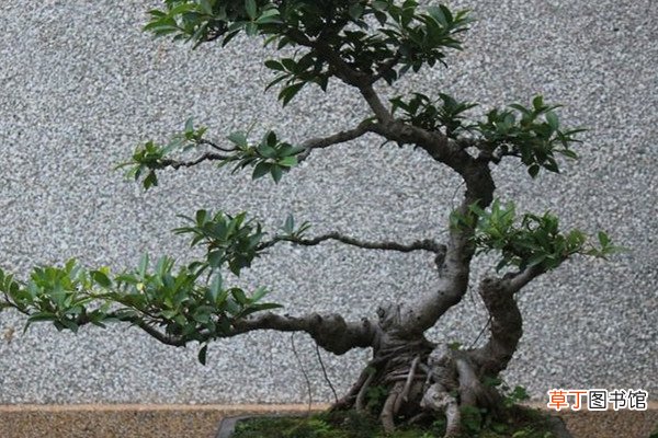 这花就是金罐子，大爷花26万买进门，几年后价值上亿！