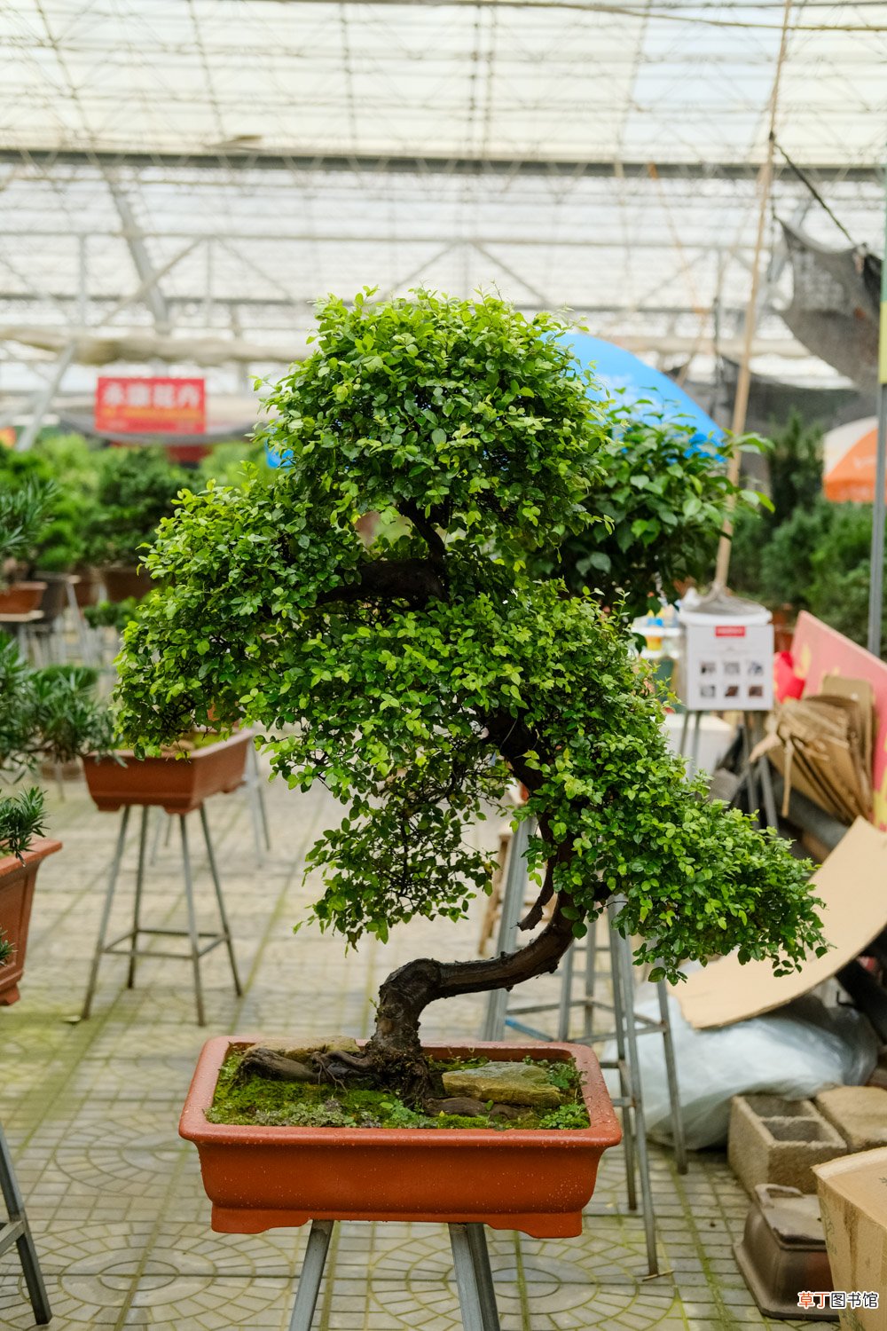 这花就是金罐子，大爷花26万买进门，几年后价值上亿！