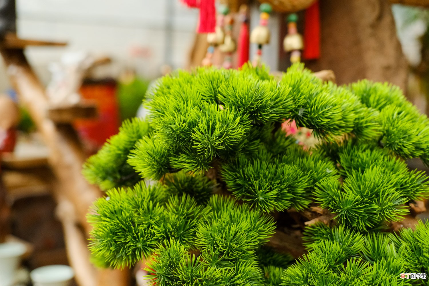 这花就是金罐子，大爷花26万买进门，几年后价值上亿！
