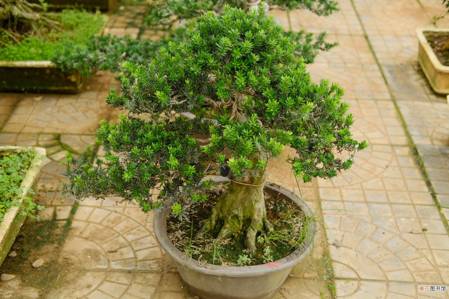 这花就是金罐子，大爷花26万买进门，几年后价值上亿！