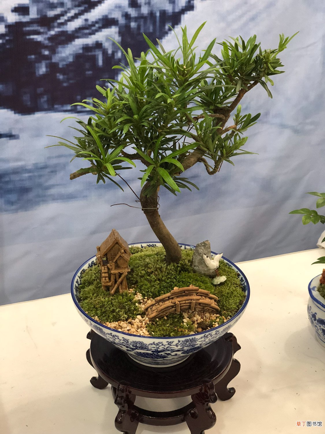这花就是金罐子，大爷花26万买进门，几年后价值上亿！