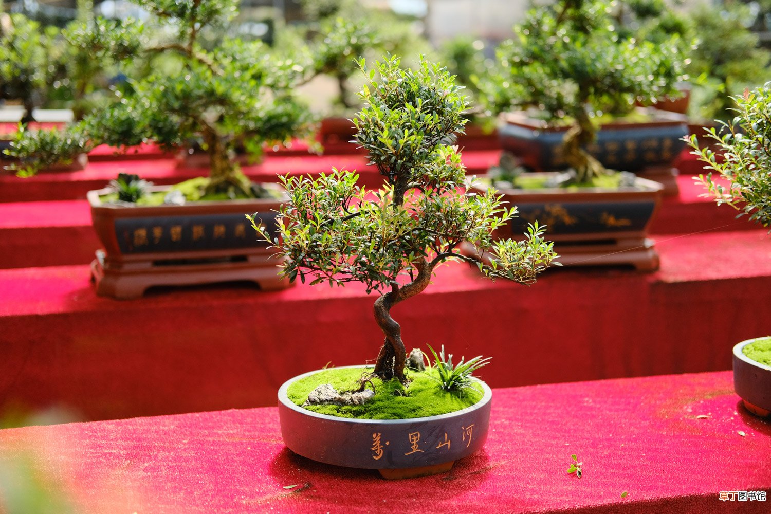 这花就是金罐子，大爷花26万买进门，几年后价值上亿！