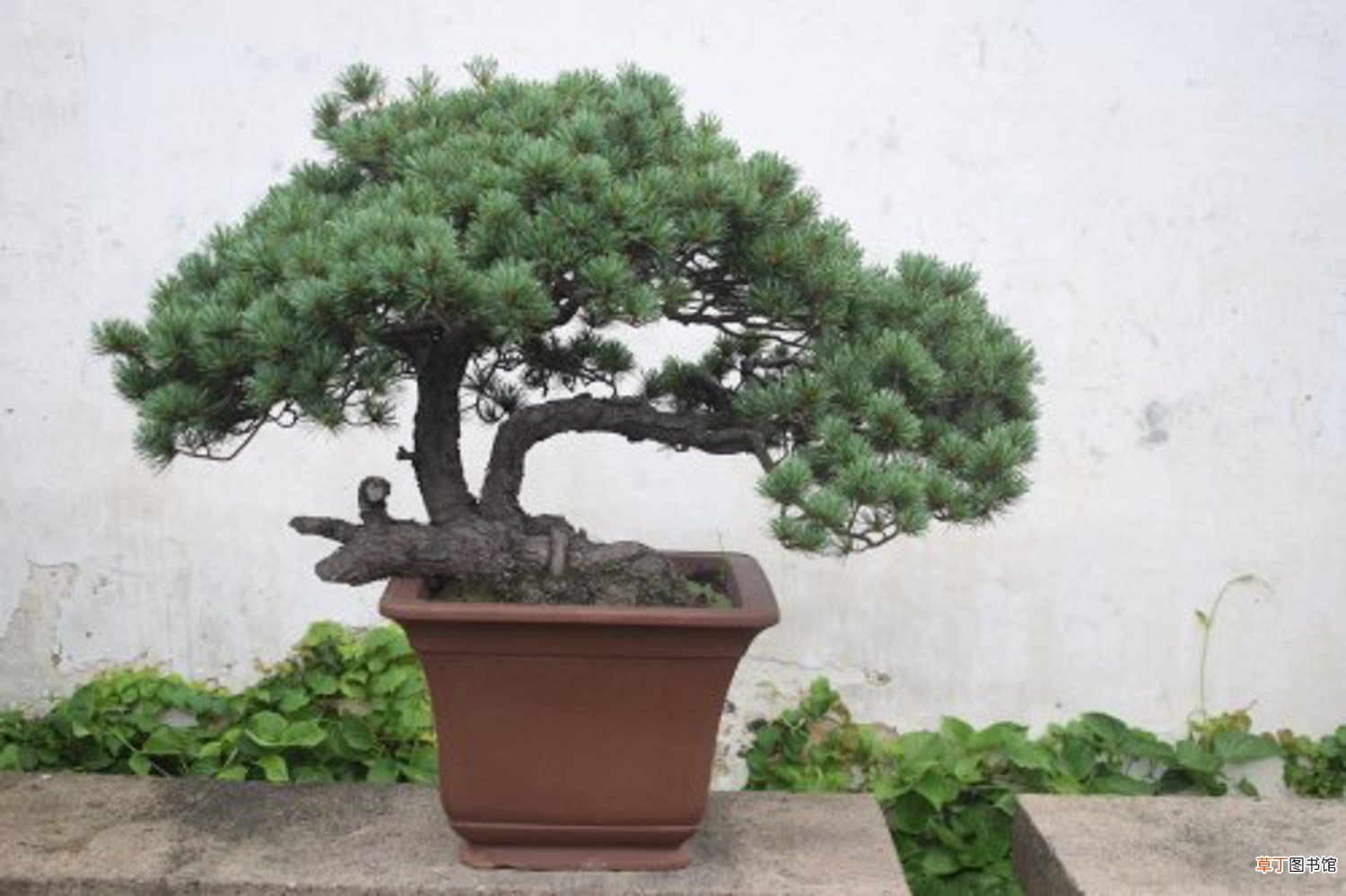 这花就是金罐子，大爷花26万买进门，几年后价值上亿！