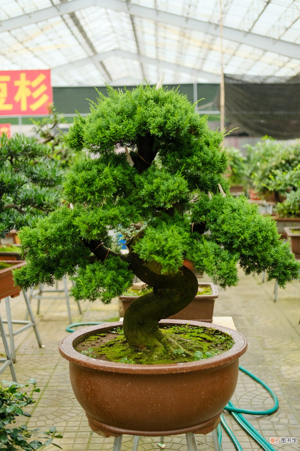 这花就是金罐子，大爷花26万买进门，几年后价值上亿！