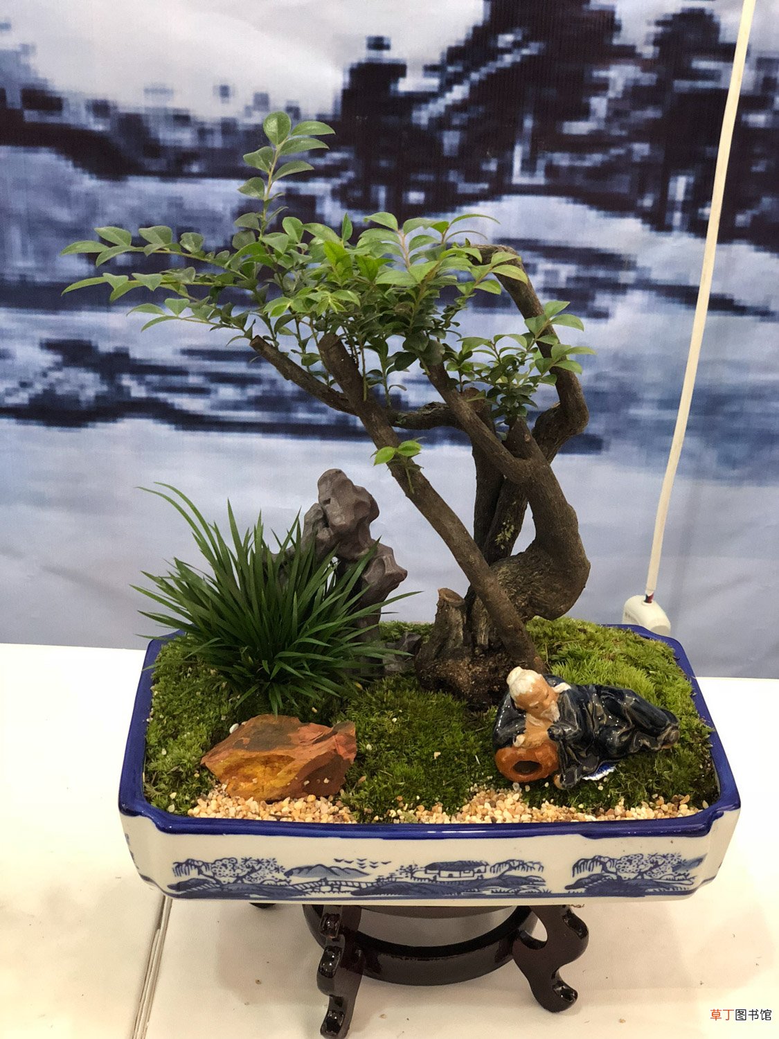这花就是金罐子，大爷花26万买进门，几年后价值上亿！