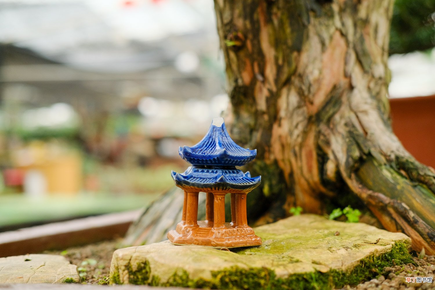 这花就是金罐子，大爷花26万买进门，几年后价值上亿！