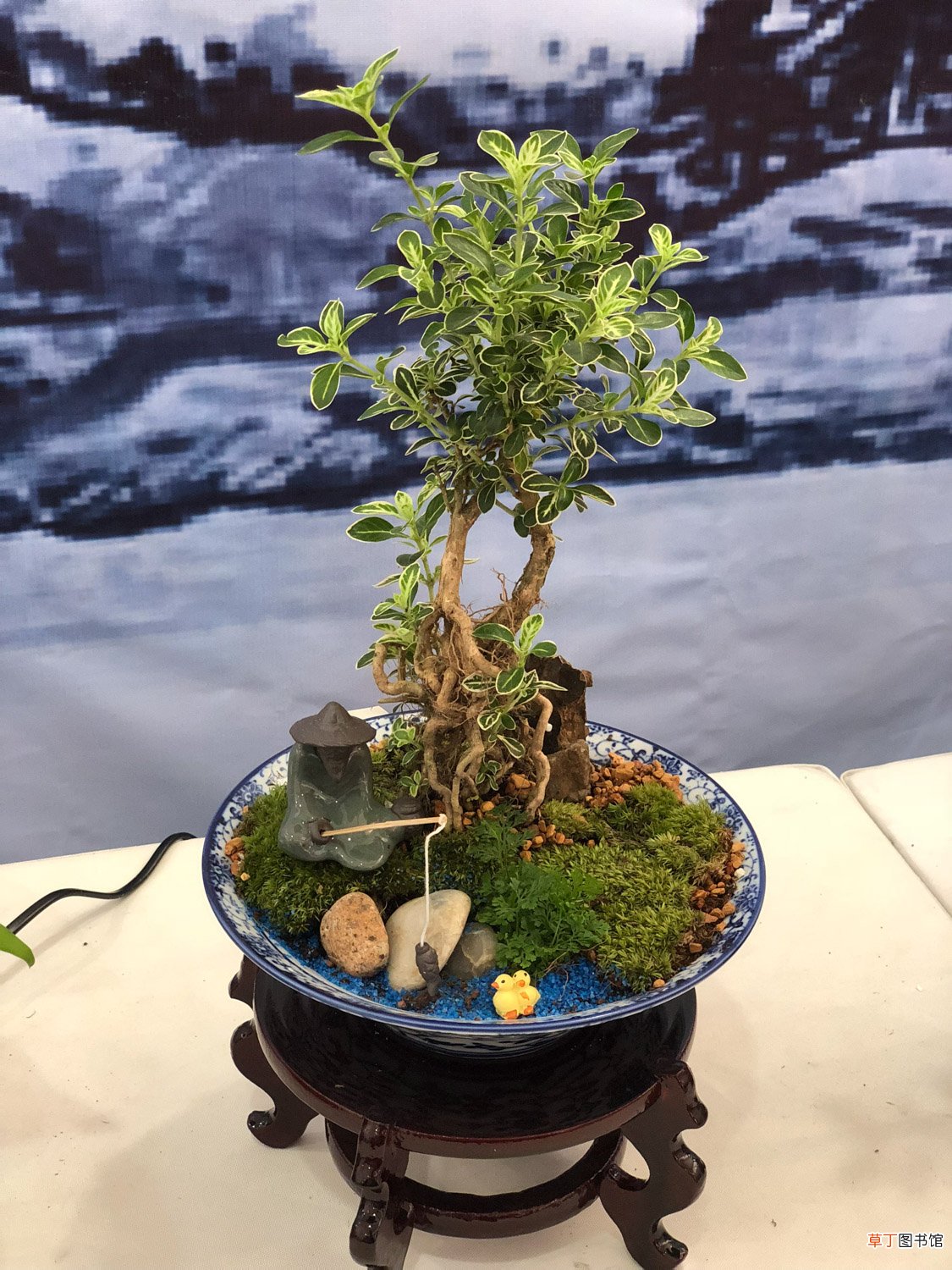 这花就是金罐子，大爷花26万买进门，几年后价值上亿！