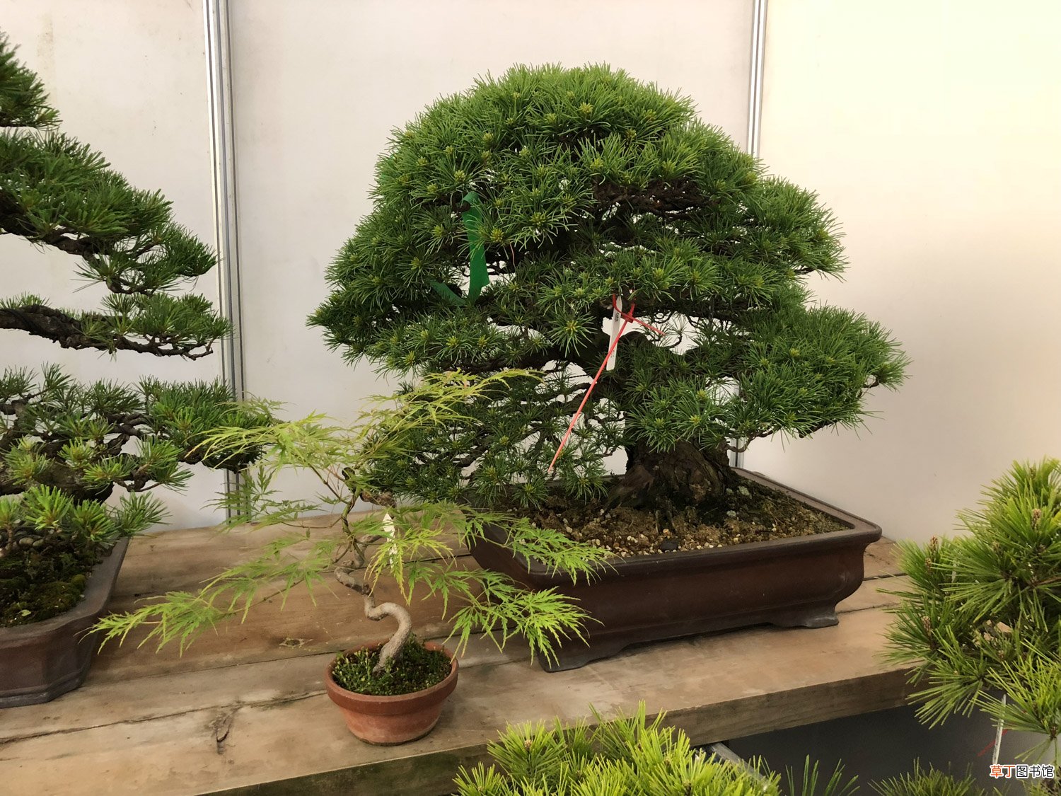 这花就是金罐子，大爷花26万买进门，几年后价值上亿！
