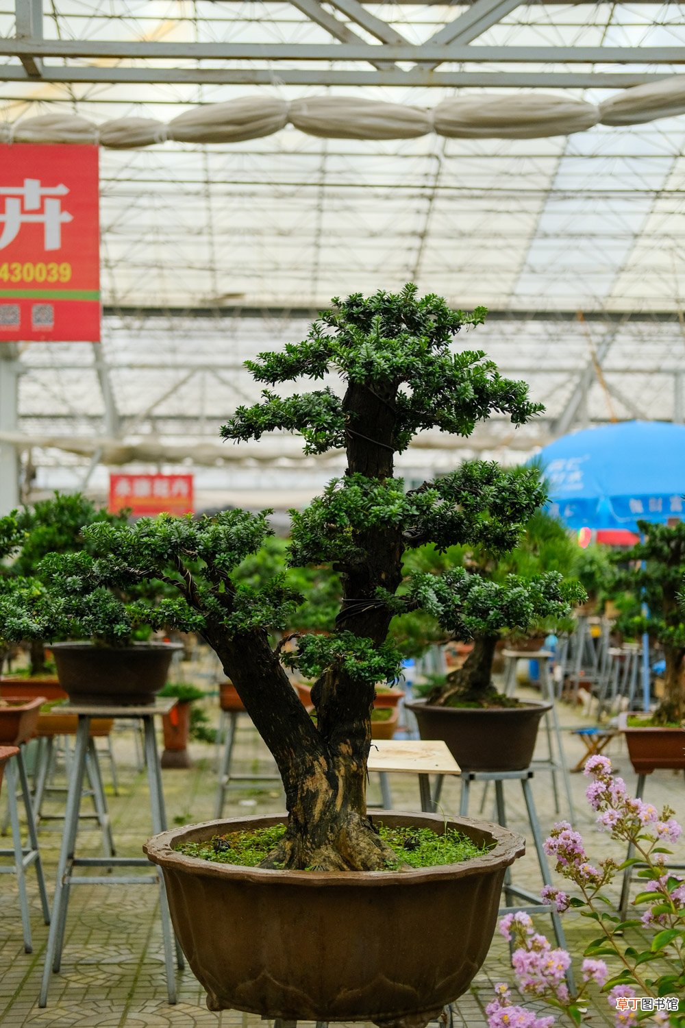这花就是金罐子，大爷花26万买进门，几年后价值上亿！