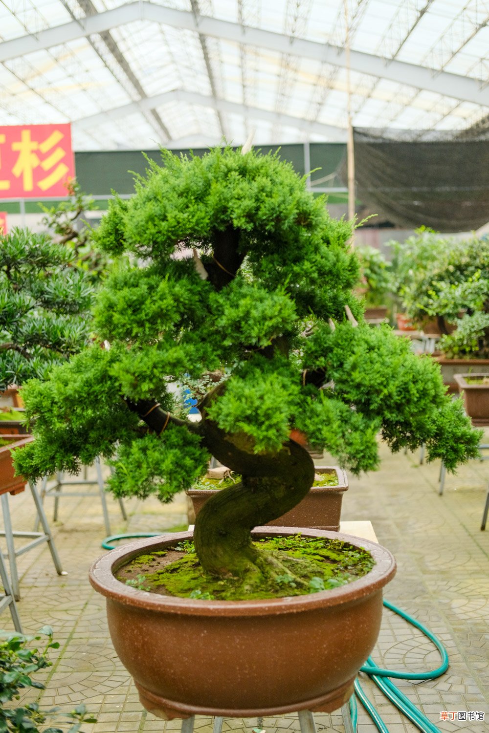 这花就是金罐子，大爷花26万买进门，几年后价值上亿！