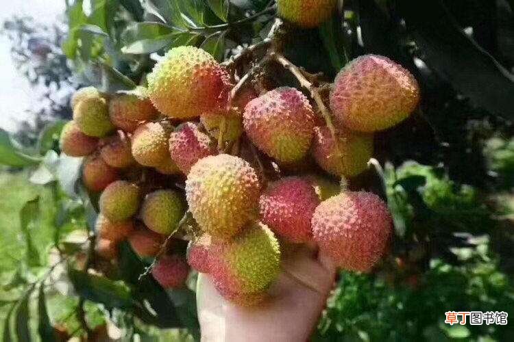 荔枝里面有虫子能吃吗