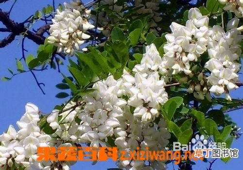 槐树花的作用