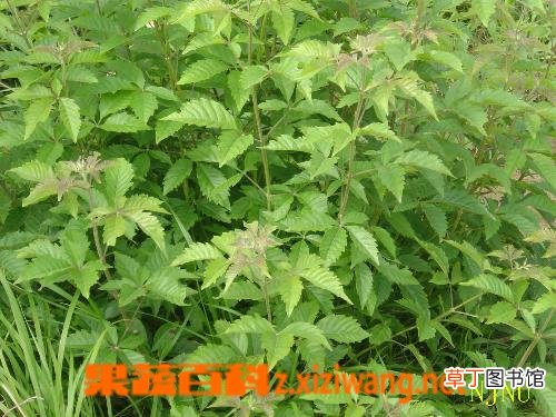 蔓荆子的功效与作用