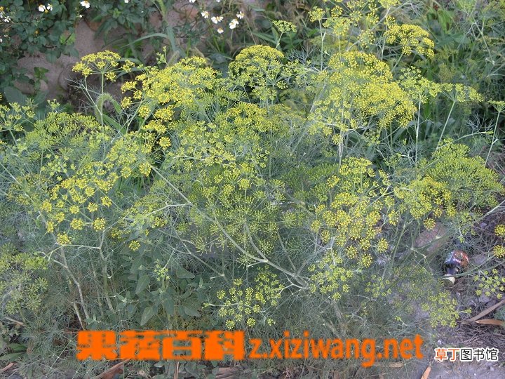 小茴香的功效和作用