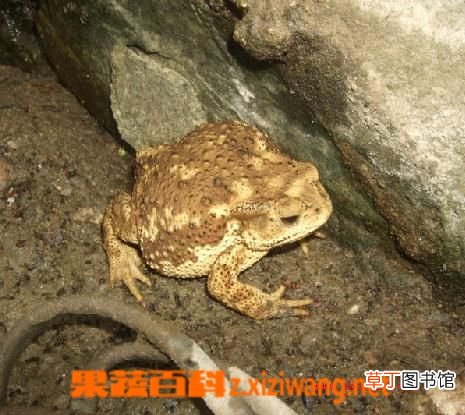 蟾酥的功效与作用