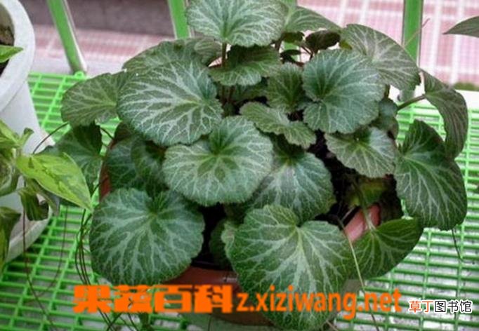 盆栽虎耳草的养殖养护方法