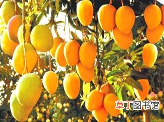 大芒果怎么切方便吃