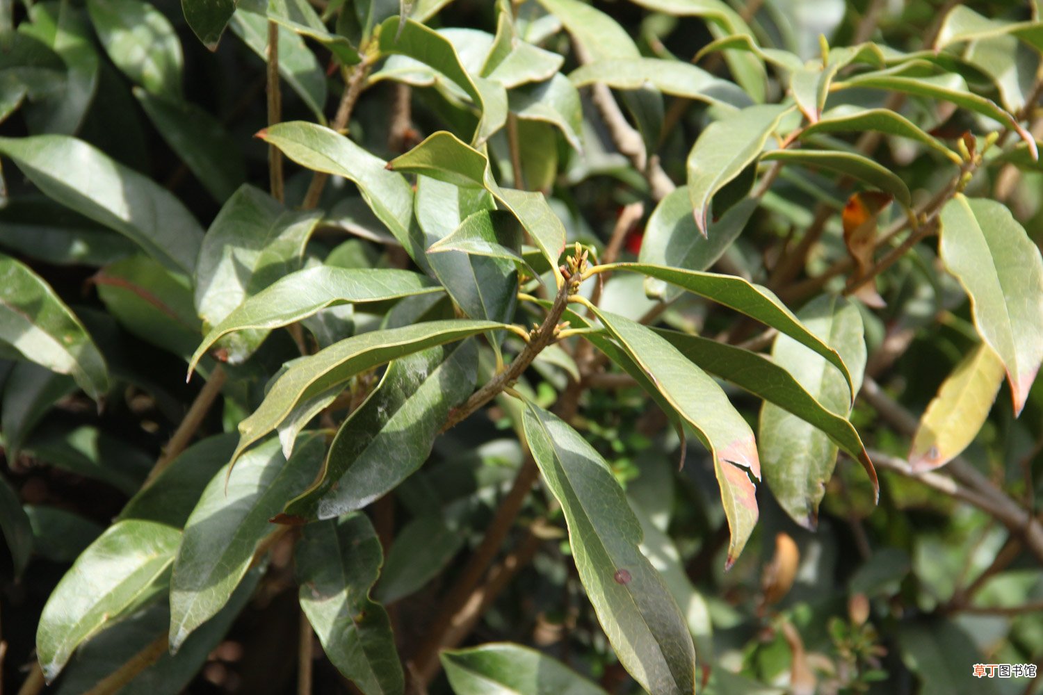 桂花树苗怎么种植方法,桂花树苗图片