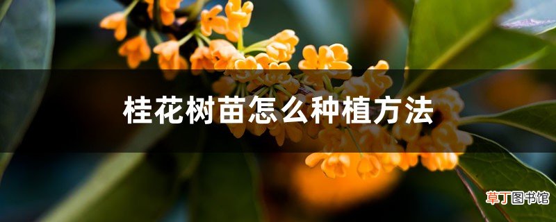 桂花树苗怎么种植方法,桂花树苗图片