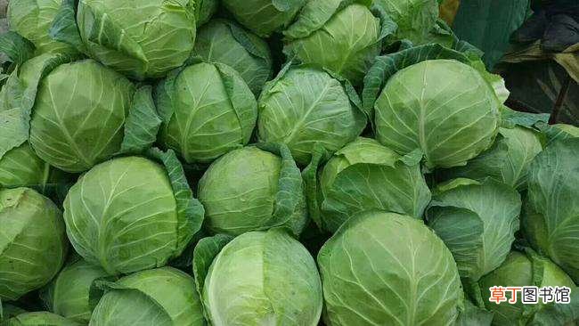 疙瘩白是什么菜