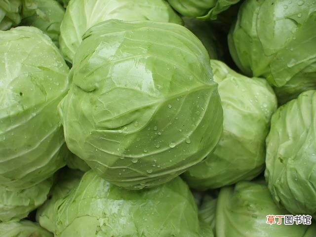 疙瘩白是什么菜