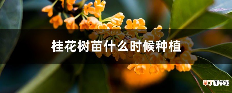 桂花树苗什么时候种植，桂花苗怎么培育