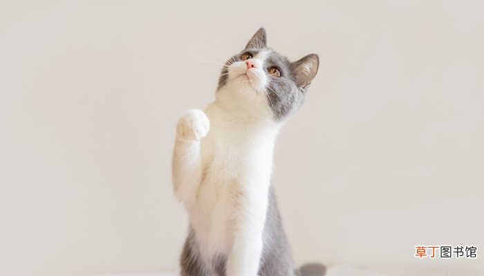 梦见被猫抓伤是什么意思