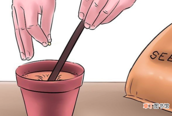 怎么种花生
