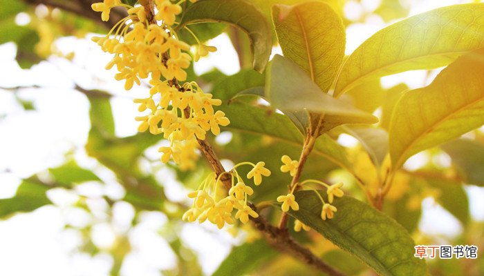 梦见桂花开花预示什么