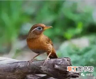 画眉换毛的季节 鸟多久换毛